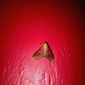 Prince Josh - Moth (2023) [24Bit-44.1kHz] FLAC [PMEDIA] ⭐️