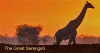 V velikom krau Serengeti 2011 x264 HDTVRip 720p Fandorin