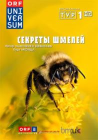 Secrets of Bumblebees (2013) HDTV 1080i RusUkr_HDClub ts