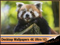 Desktop Wallpapers (4K) Ultra HD  Part (118)