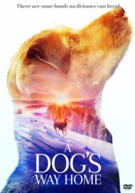 A Dogs Way Home 2019 MULTi TRUEFRENCH 1080p BluRay DTS-HDMA x264<span style=color:#fc9c6d>-EXTREME</span>