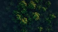 DesignOptimal - MA - Tree Tops In Green Forest 230416