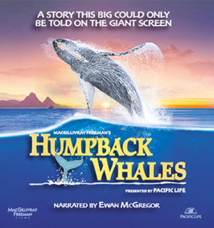 Humpback Whales (2015) [1080p] [YTS AG]