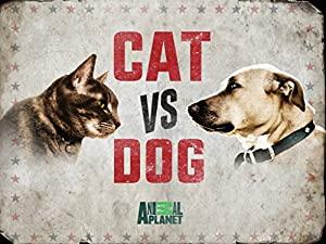 Cat vs Dog S01E04 Vampire Cats XviD<span style=color:#fc9c6d>-AFG</span>